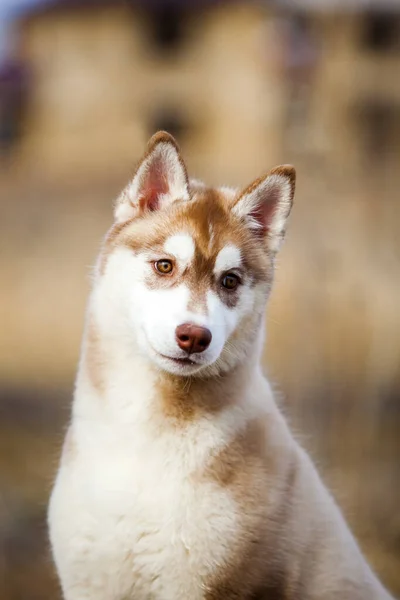 Bedårande Sibirisk Husky Hund Utomhus — Stockfoto