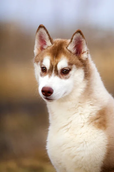 Adorável Cão Husky Siberiano Livre — Fotografia de Stock