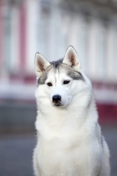 Adorable Chien Husky Sibérien Extérieur — Photo
