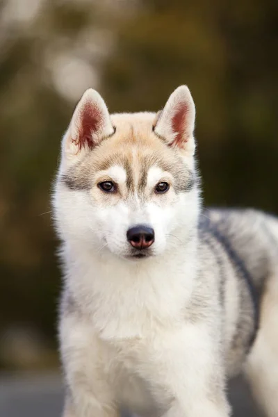 Schattige Siberische Husky Hond Buiten — Stockfoto
