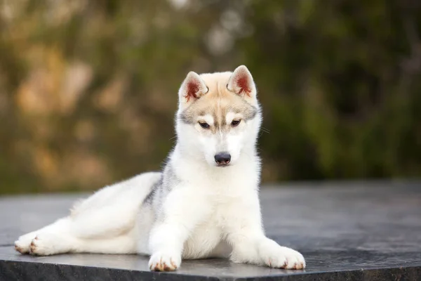 Adorável Cão Husky Siberiano Livre — Fotografia de Stock