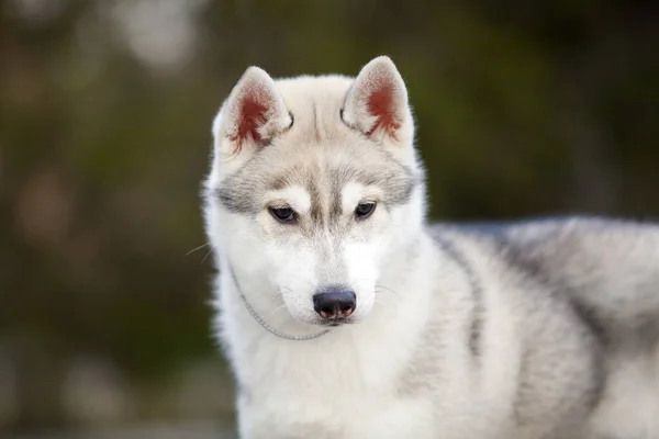 Adorável Cão Husky Siberiano Livre — Fotografia de Stock