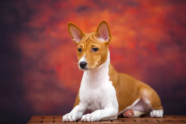 Portrait Chien Basenji Dans Forêt Automne — Photo