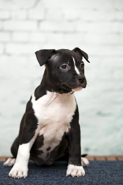 アメリカのスタッフォードシャーテリア子犬 ロイヤリティフリーのストック写真