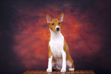  Sonbahar ormanındaki Basenji köpeğinin portresi.