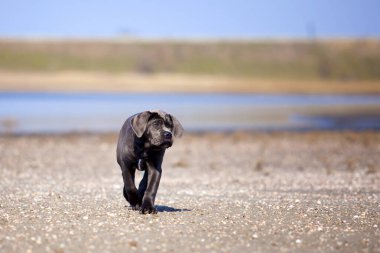 Şirin Puppy Cane Corso açık havada