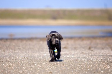 Şirin Puppy Cane Corso açık havada