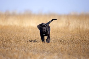 Şirin Puppy Cane Corso açık havada