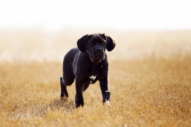 Tarladaki Cane Corso köpeği.