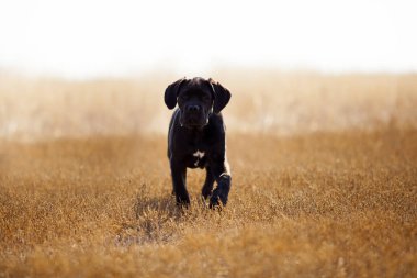 Tarladaki Cane Corso köpeği.