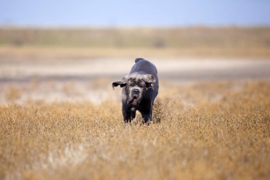 Tarladaki Cane Corso köpeği.