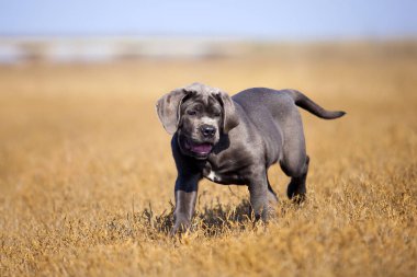 Tarladaki Cane Corso köpeği.