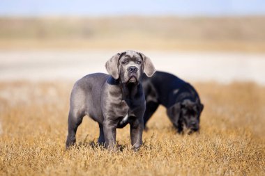 Şirin Yavru Köpekler Cane Corso açık havada