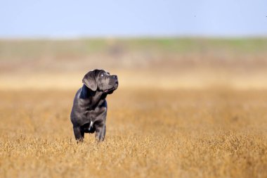 Tarladaki Cane Corso köpeği.