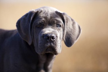 Şirin Puppy Cane Corso açık havada