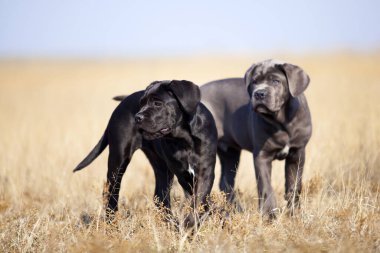 Cane corso köpekleri tarlada