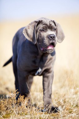 Tarladaki Cane Corso köpeği.
