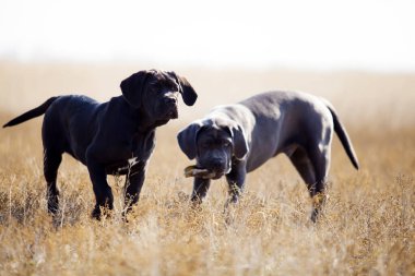 Cane corso köpekleri tarlada