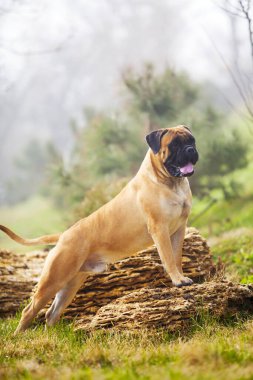 Boxer Köpek orman