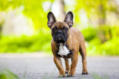 Tatlı Fransız Bulldog köpek yavrusu.