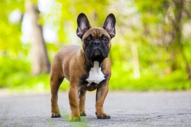 Tatlı Fransız Bulldog köpek yavrusu.