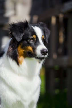 Avustralya çoban köpeği açık havada