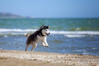 Sibirya husky sahilde