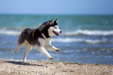 Sibirya husky sahilde