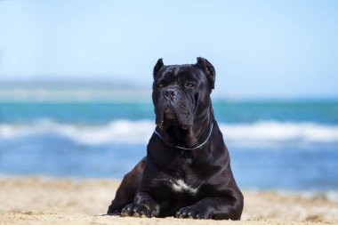 İtalyan Cane Corso köpeği açık havada