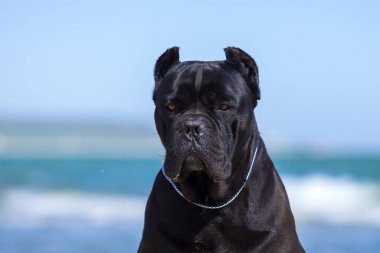 İtalyan Cane Corso köpeği açık havada