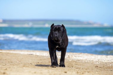 İtalyan Cane Corso köpeği açık havada
