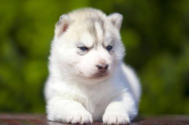 Sibirya Husky köpeği dışarıda.