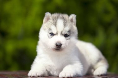 Sibirya Husky köpeği dışarıda.