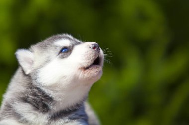 Sibirya Husky köpeği dışarıda.