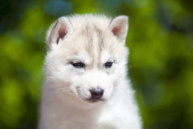 Sibirya Husky köpeği dışarıda.