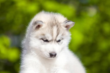 Sibirya Husky köpeği dışarıda.
