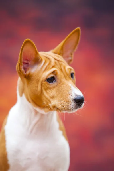 Basenji Kutya Portréja Őszi Erdőben — Stock Fotó