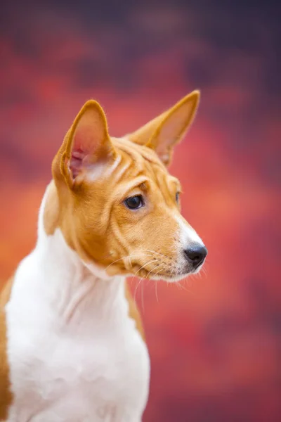 Basenji Kutya Portréja Őszi Erdőben — Stock Fotó