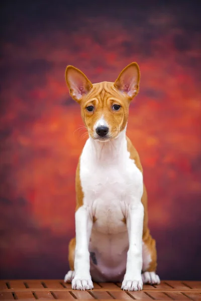 Retrato Cão Basenji Floresta Outono — Fotografia de Stock