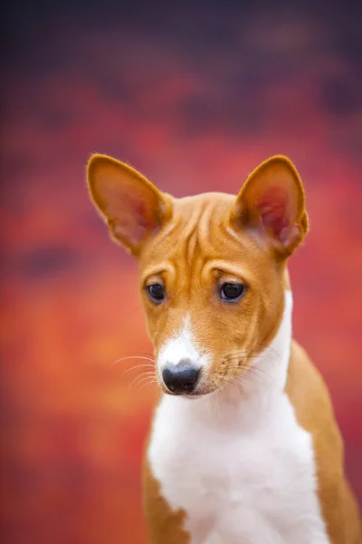 Porträtt Basenji Hund Höstskogen — Stockfoto