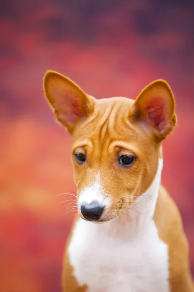 Portret Van Basenji Hond Het Herfstbos — Stockfoto