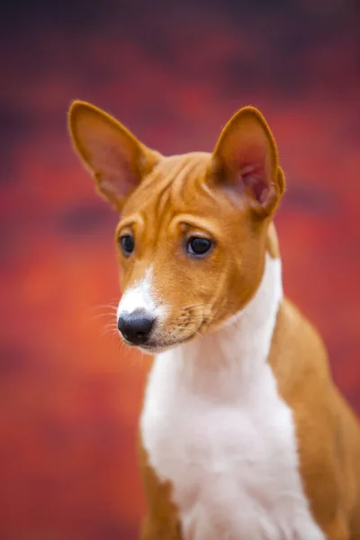 Basenji Kutya Portréja Őszi Erdőben — Stock Fotó