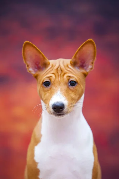 Basenji Kutya Portréja Őszi Erdőben — Stock Fotó