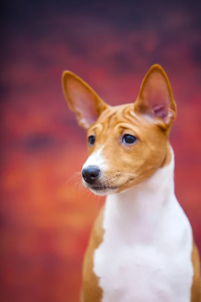 Basenji Kutya Portréja Őszi Erdőben — Stock Fotó