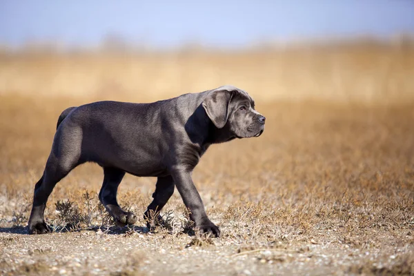 Cane Corso Cão Campo — Fotografia de Stock