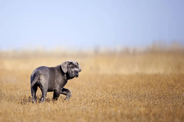 Cane Corso Hond Het Veld — Stockfoto