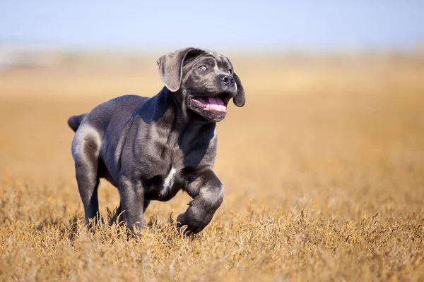 Cane Corso Hund Auf Dem Feld — Stockfoto