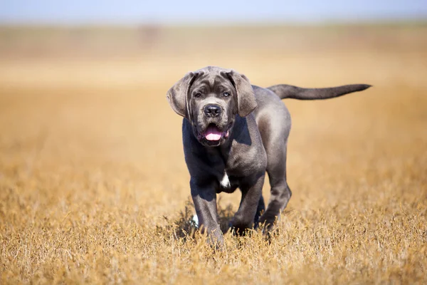 Cane Corso Hund Auf Dem Feld — Stockfoto