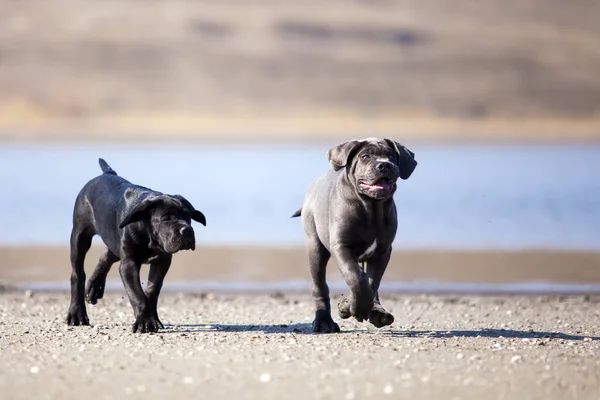 Niedliche Welpen Cane Corso Freien — Stockfoto