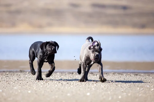 Симпатичные Щенки Cane Corso Открытом Воздухе — стоковое фото